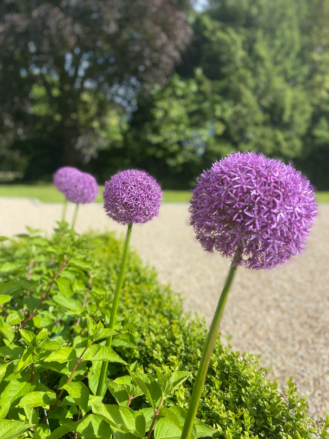 The Wonderful World of Alliums