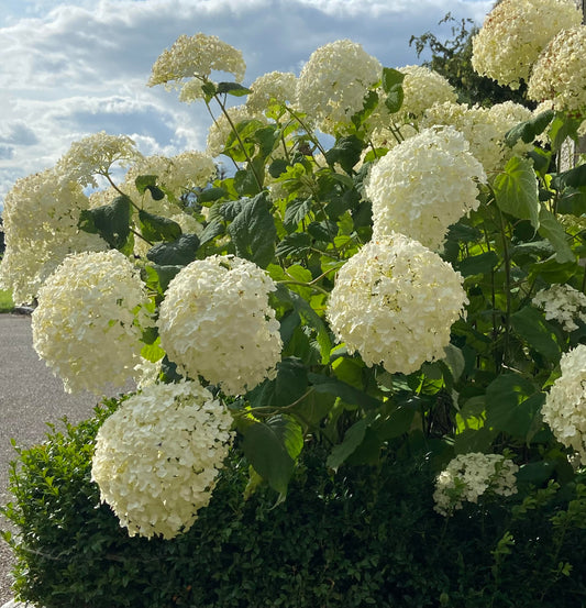 My Experience with Annabelle Hydrangeas: A Personal Guide to Care in Ireland