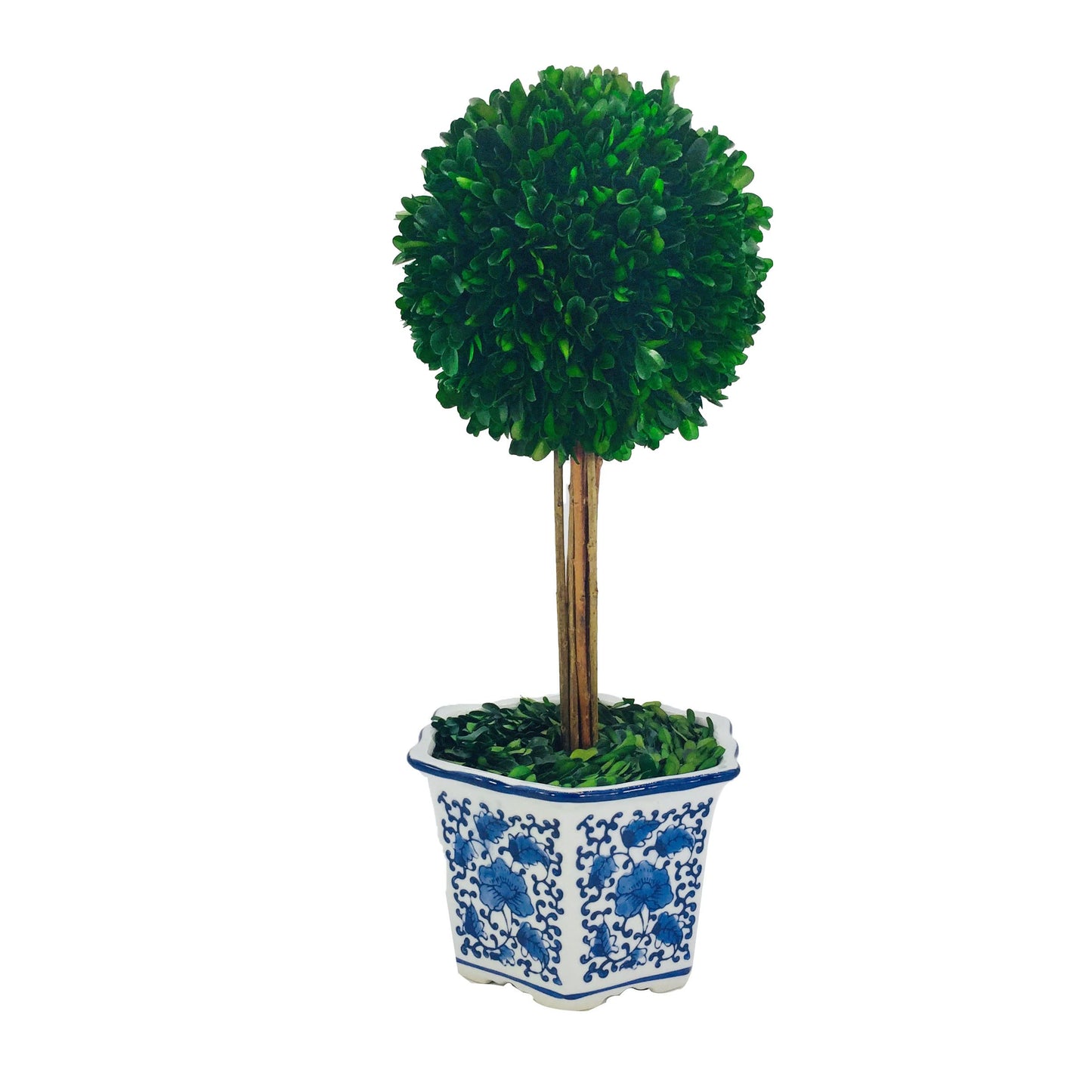 Galt Real Preserved Boxwood Ball Topiary Tree in Blue & White Ceramic Pot Plant & Table Centerpiece Stunning Greenery and Plant Decor for Home Blue & White Ceramic Pot - 8" Diameter Topiary 19" Tall