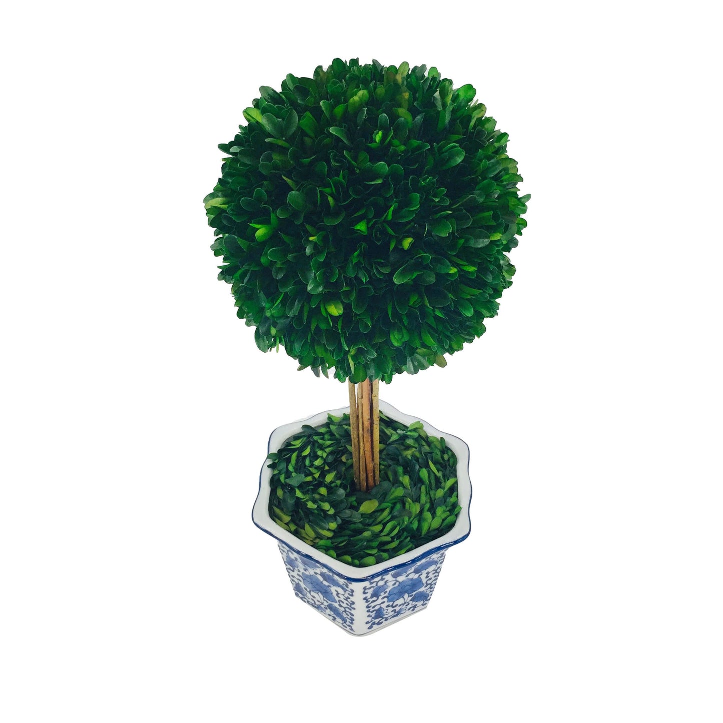 Galt Real Preserved Boxwood Ball Topiary Tree in Blue & White Ceramic Pot Plant & Table Centerpiece Stunning Greenery and Plant Decor for Home Blue & White Ceramic Pot - 8" Diameter Topiary 19" Tall