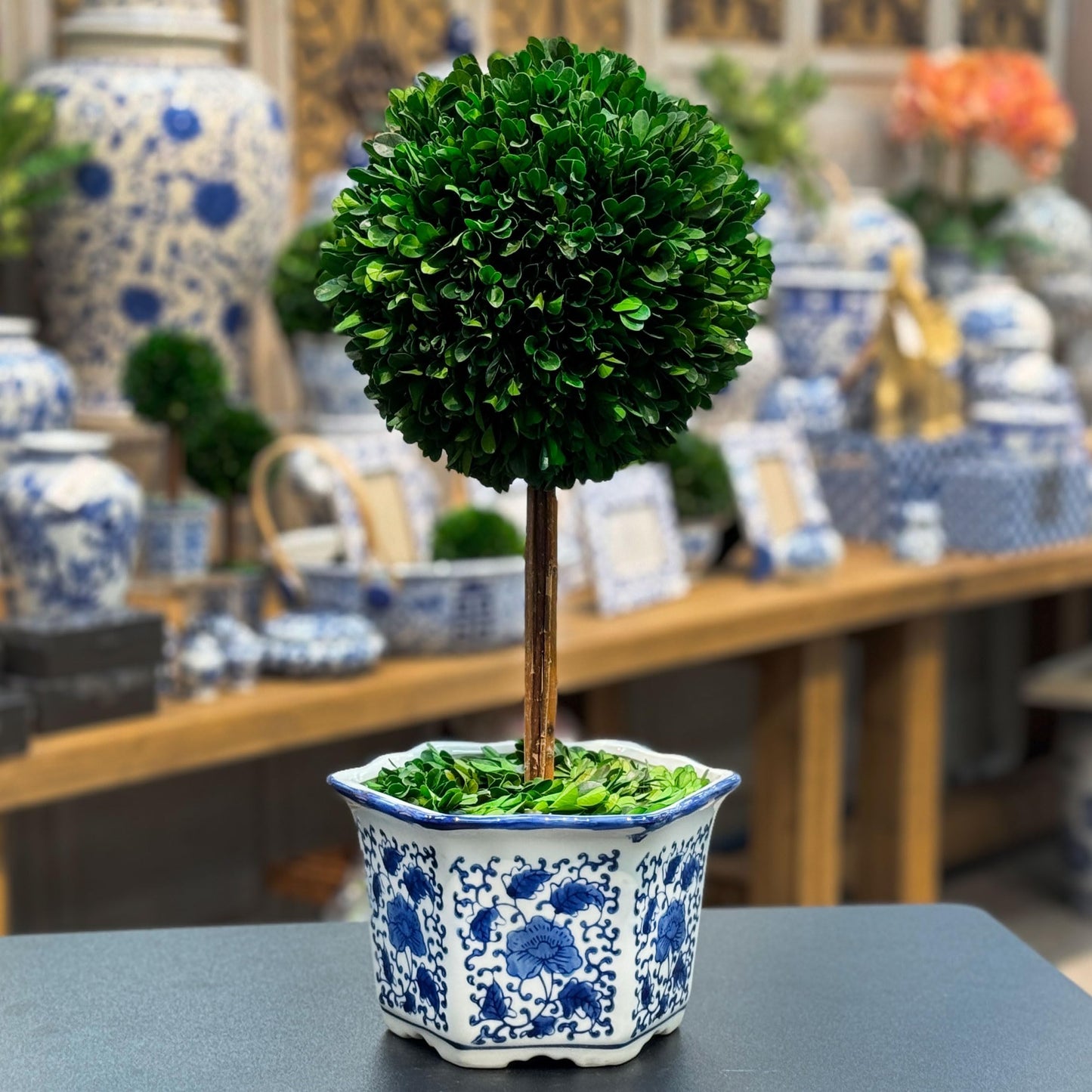 Galt Real Preserved Boxwood Ball Topiary Tree in Blue & White Ceramic Pot Plant & Table Centerpiece Stunning Greenery and Plant Decor for Home Blue & White Ceramic Pot - 8" Diameter Topiary 19" Tall
