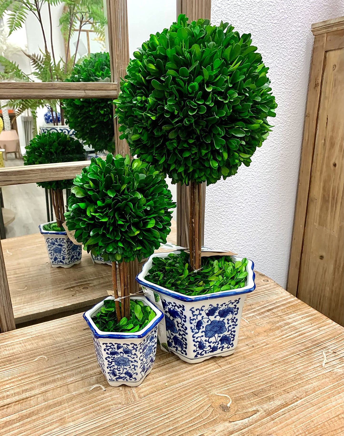 Galt Real Preserved Boxwood Ball Topiary Tree in Blue & White Ceramic Pot Plant & Table Centerpiece Stunning Greenery and Plant Decor for Home Blue & White Ceramic Pot - 8" Diameter Topiary 19" Tall