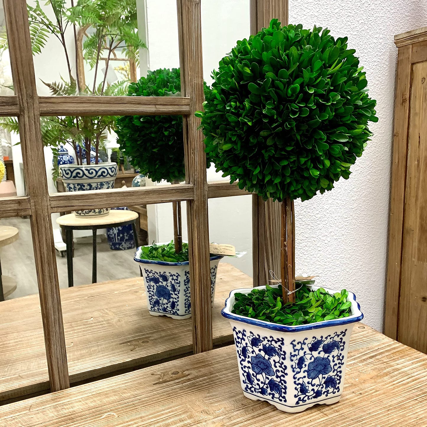 Galt Real Preserved Boxwood Ball Topiary Tree in Blue & White Ceramic Pot Plant & Table Centerpiece Stunning Greenery and Plant Decor for Home Blue & White Ceramic Pot - 8" Diameter Topiary 19" Tall