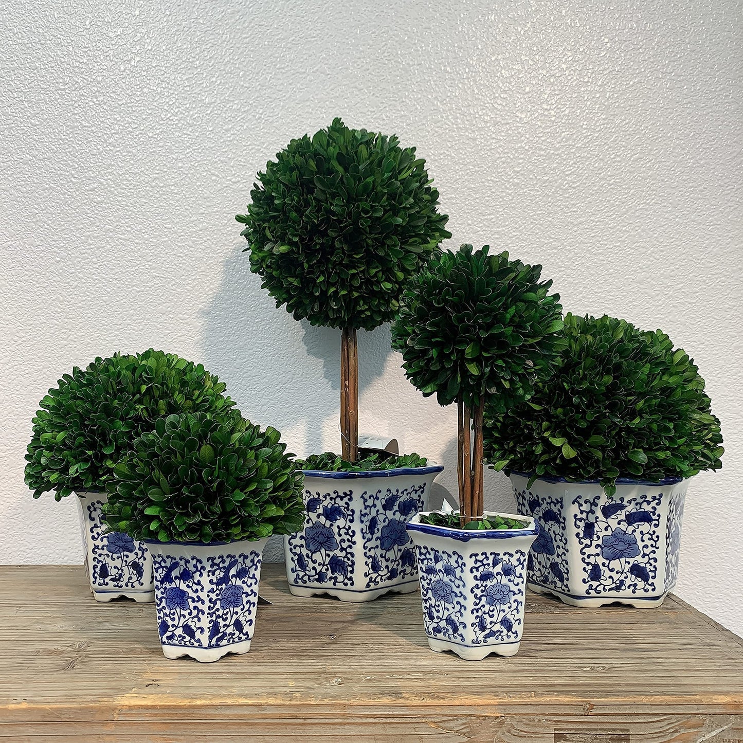Galt Real Preserved Boxwood Ball Topiary Tree in Blue & White Ceramic Pot Plant & Table Centerpiece Stunning Greenery and Plant Decor for Home Blue & White Ceramic Pot - 8" Diameter Topiary 19" Tall