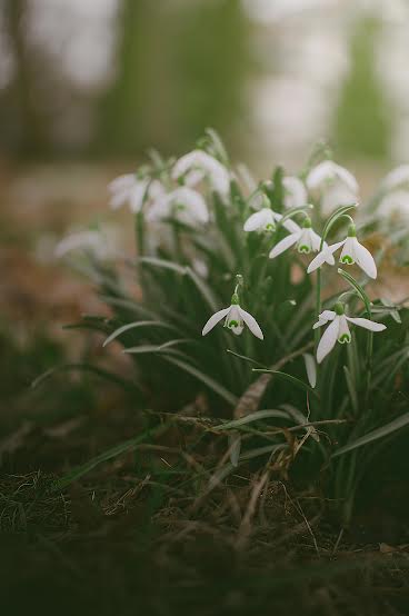Getting Your Garden Ready for Spring: