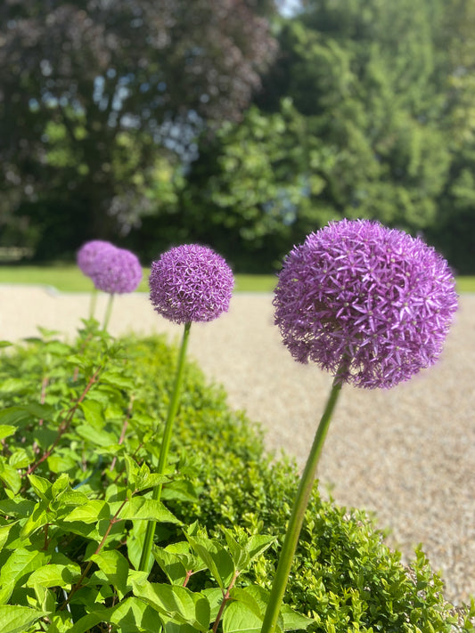 The Wonderful World of Alliums