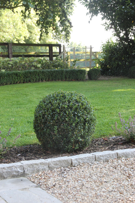 Why I Love Buxus and How to Care for It