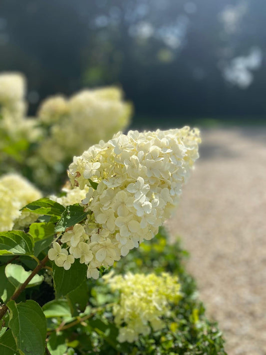Limelight Hydrangea Care