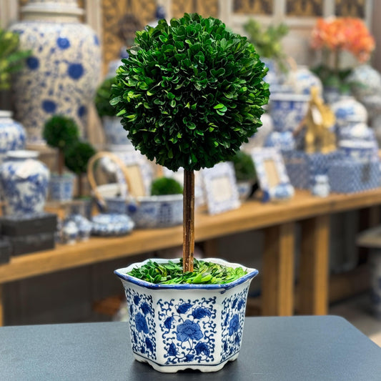Galt Real Preserved Boxwood Ball Topiary Tree in Blue & White Ceramic Pot Plant & Table Centerpiece Stunning Greenery and Plant Decor for Home Blue & White Ceramic Pot - 8" Diameter Topiary 19" Tall